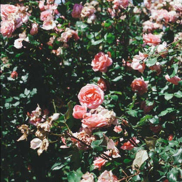 Meet your Posher, Dalilah - Picture 1 of 1